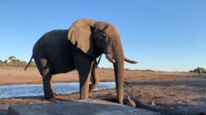 A collared bull drinking at a borehole (in Park).