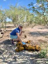 Dr. Kate Evans collecting dung samples.