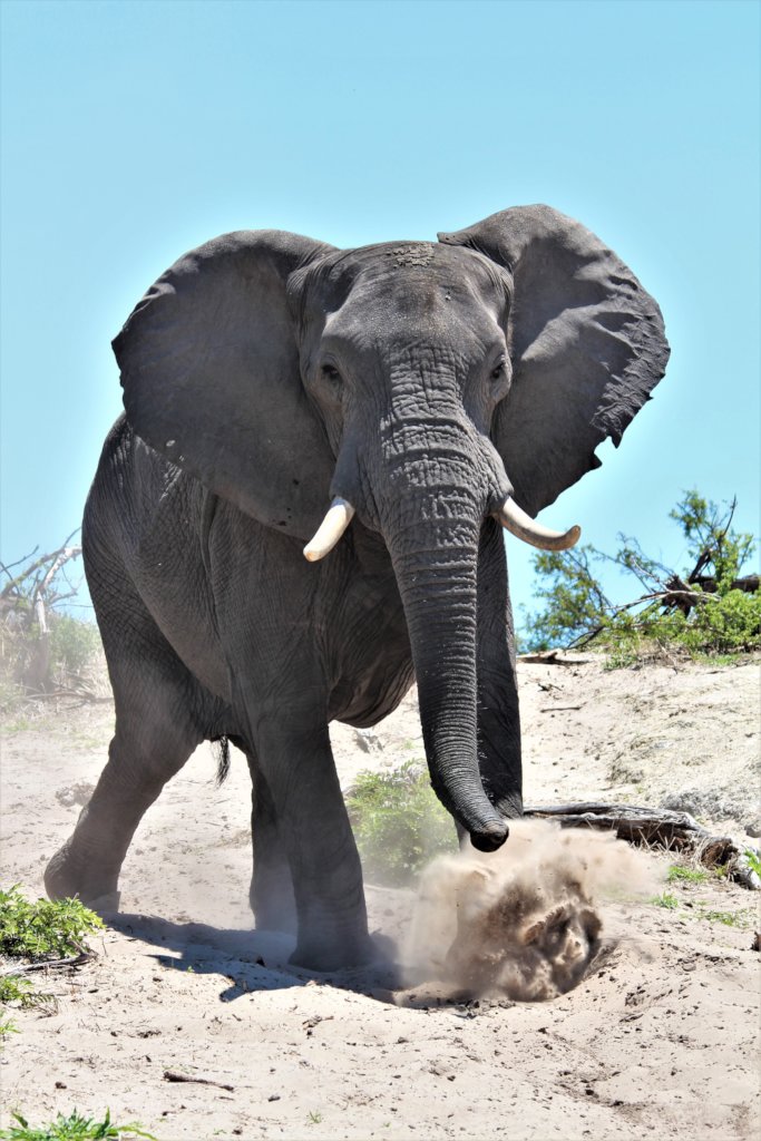The male elephants of the Makgadikgadi