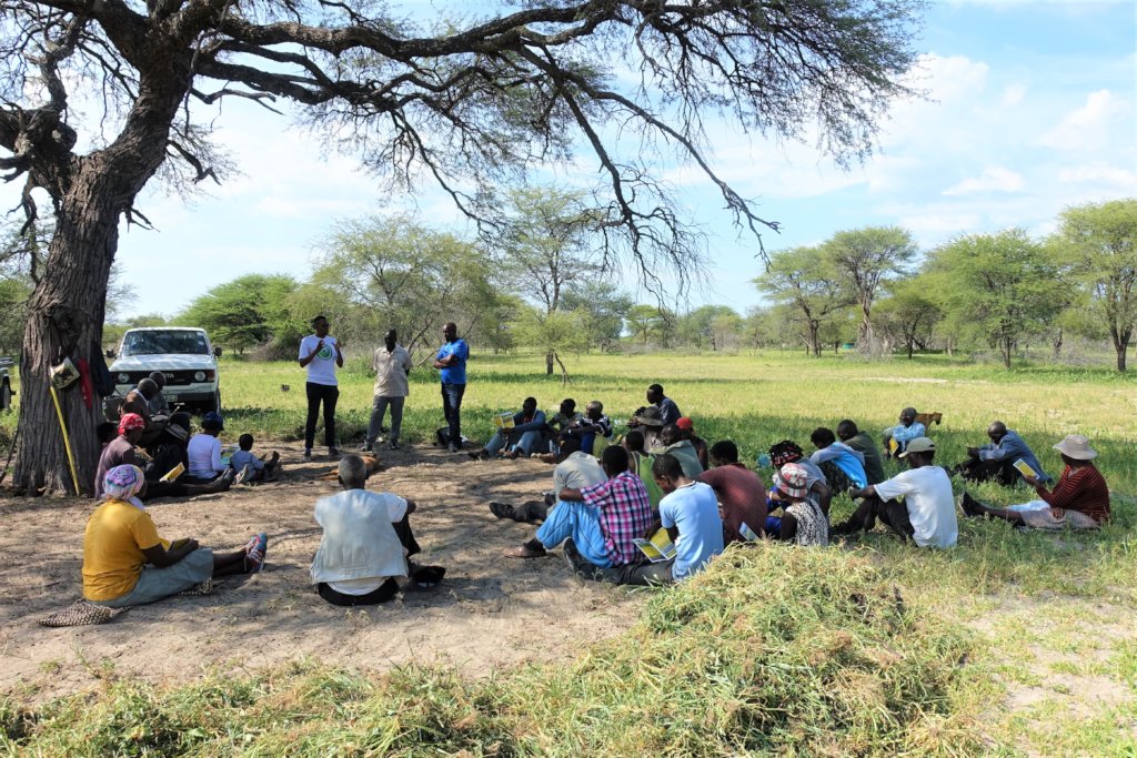 The male elephants of the Makgadikgadi