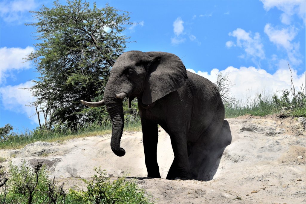 The male elephants of the Makgadikgadi