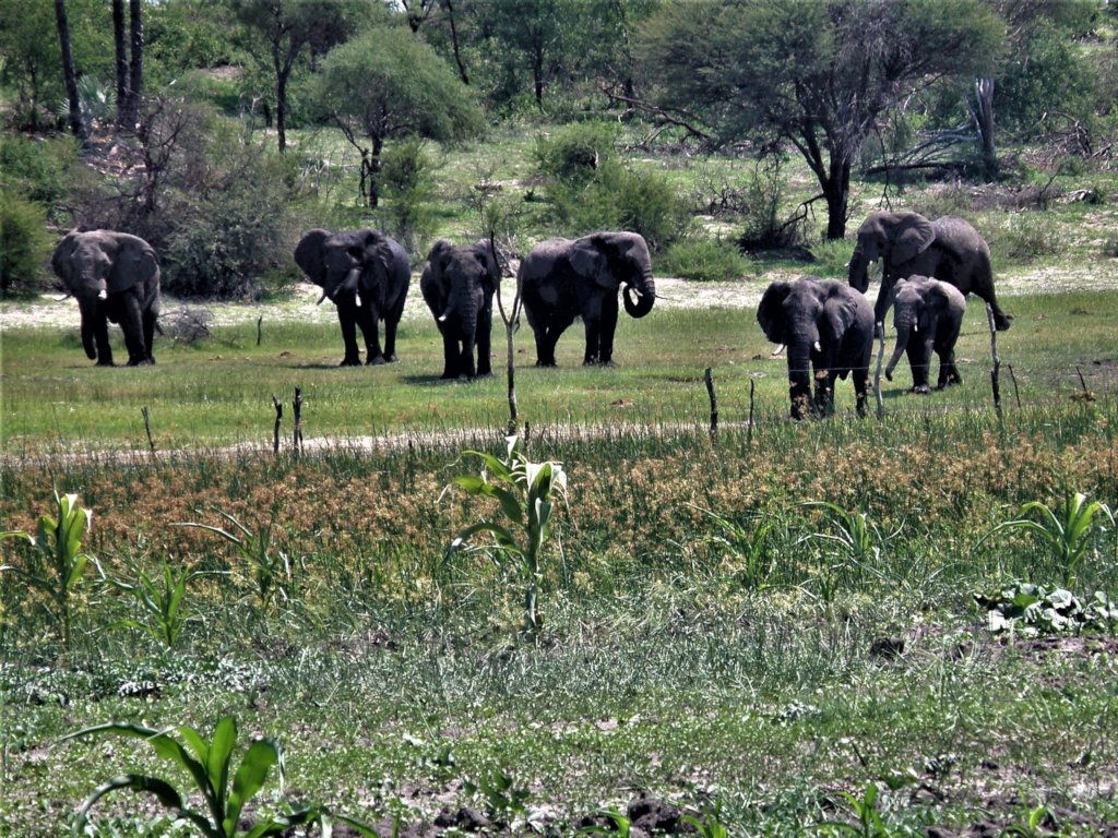 The male elephants of the Makgadikgadi