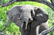 Elephants responses to the return of hunting