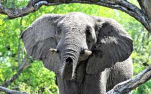 The male elephants of the Makgadikgadi