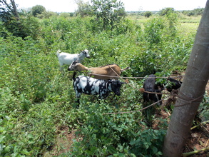 Project goats