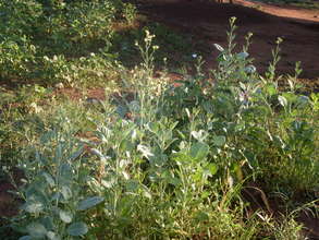 Greens for seed production