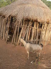 Goat shed