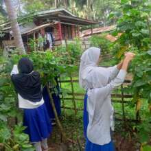 Harvesting beans in school garden for class lunch