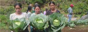 Our cabbage are the best, chemical free