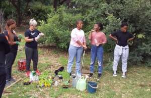 Veggie Garden