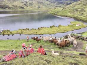 Quishuarani Practical Session With Llamas