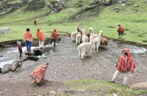 Huacahuasi Practical Session With Llamas