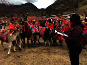 Judging during Llama Contest