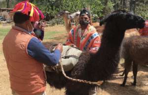 Packing the llamas for a trial trek.