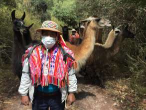 Rufino in front of llamas to mark their pace.
