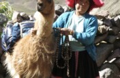 Help 85+ llama farmers in Peru access fair work