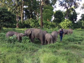 Elephant calves a CWRC