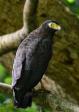 Andaman Serpent Eagle