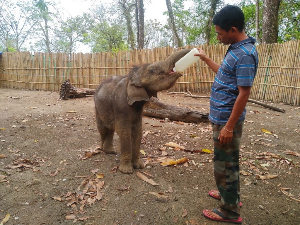 'Bokhonto' being fed by the caretaker