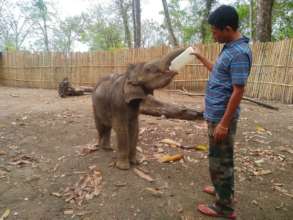 'Bokhonto' being fed by the caretaker