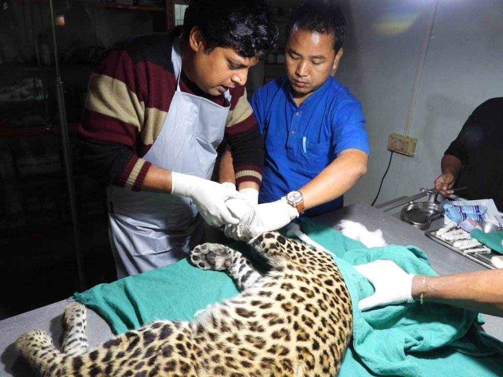 Support Kaziranga's Flood-Hit Wildlife in India