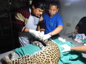 Leopard rescue