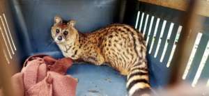 Small Indian Civet rescue