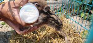 Wild piglet rescue