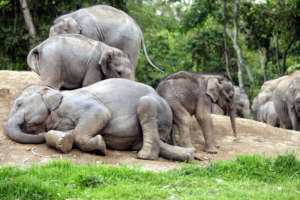 Elephant calves under rehabilitation at CWRC