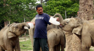 Support Kaziranga's Flood-Hit Wildlife in India