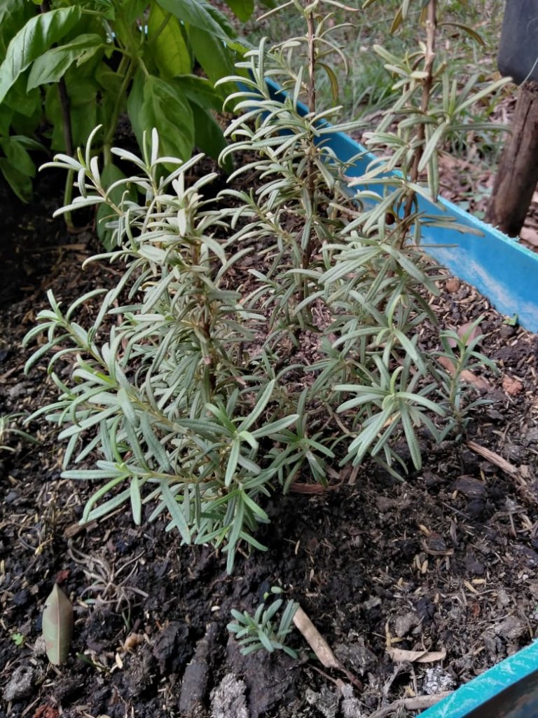 Vegetable Gardens for Food Security in Ayapel