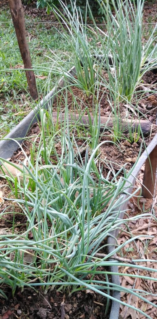 Vegetable Gardens for Food Security in Ayapel
