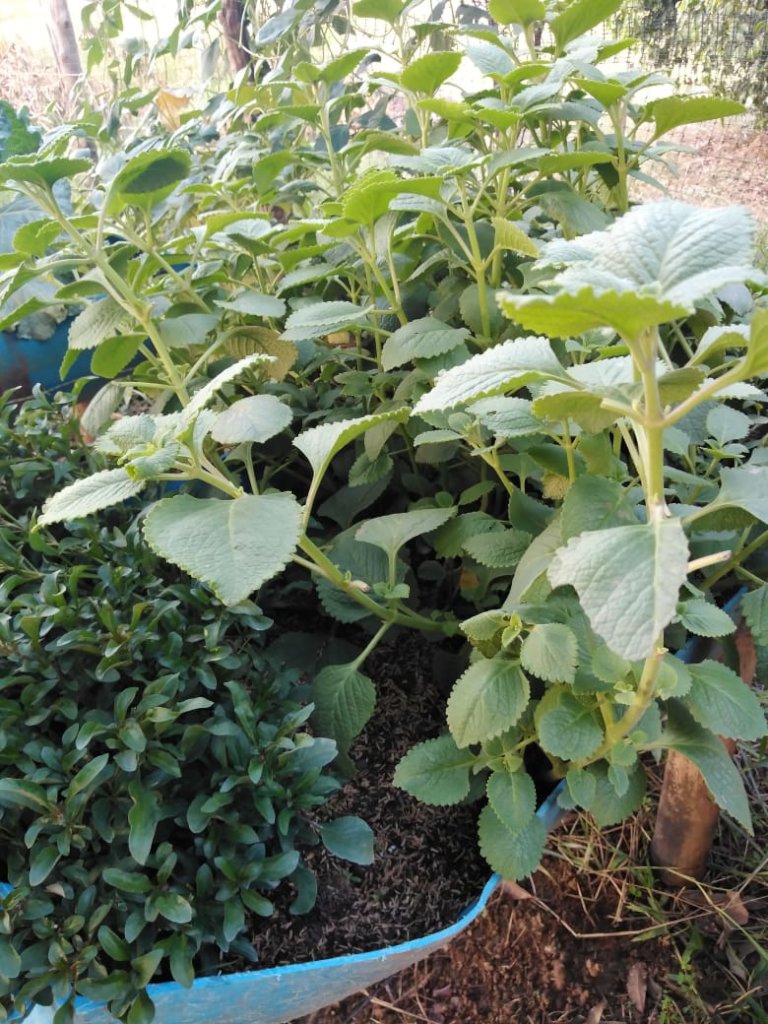 Vegetable Gardens for Food Security in Ayapel