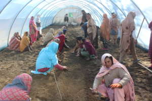 Tunnel farming