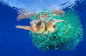 Remove Plastics From Ocean
