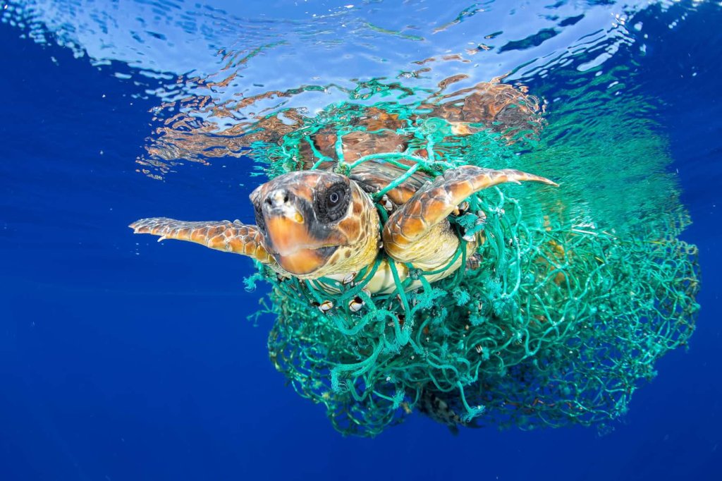 Remove Plastics From Ocean