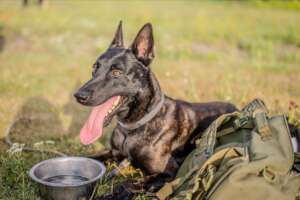 HeroDOG, Khai