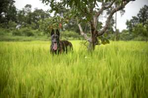 Mannes in rice field