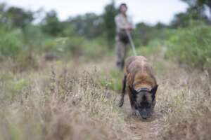 HeroDOG, Gizmo searching in Cambodia