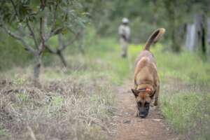 HeroDOG, Popeye in action