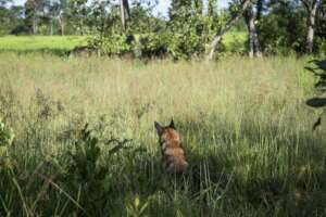 HeroDOG, Ngam indicating explosives