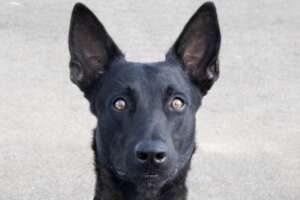 New HeroDOG, Khai