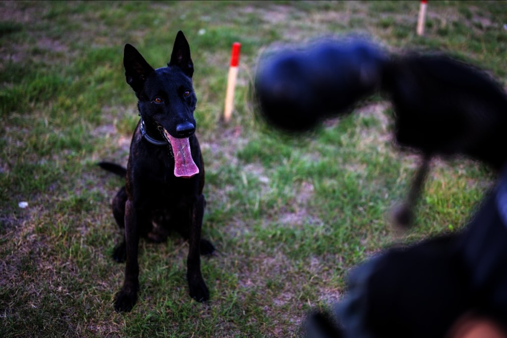 HeroDOG, Khai working in Cambodia