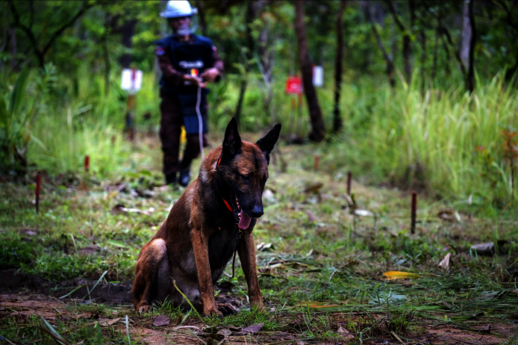 HeroDOG, Kim working in Ukraine