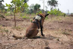 HeroDOG Turbo indicating explosives