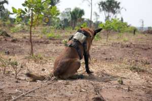 Turbo indicating explosives to his handler