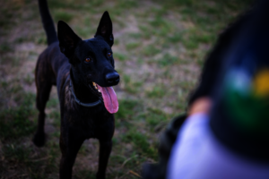 HeroDOG, Khai in Ukraine