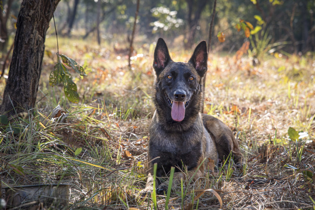 Support APOPO's Minefield Survey HeroDOGs