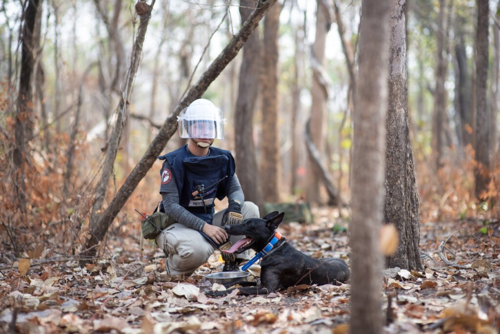 Support APOPO's Minefield Survey HeroDOGs