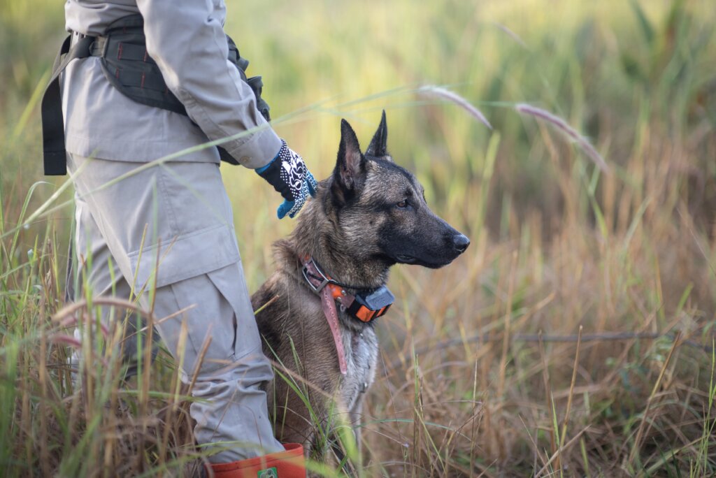 Support APOPO's Minefield Survey HeroDOGs